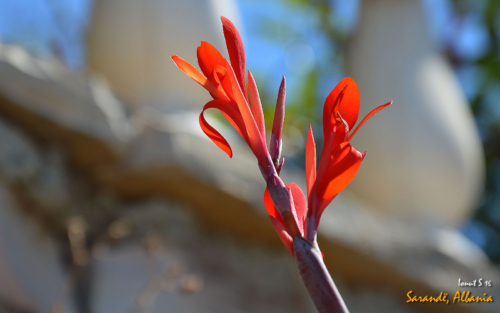 Sarande 2016 Florile 15 (2)