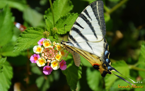 Sarande 2016 Florile 16