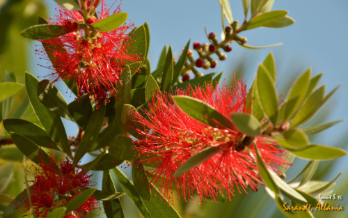Sarande 2016 Florile 18