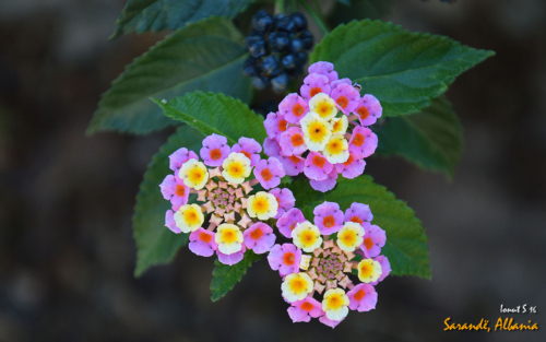 Sarande 2016 Florile 20 (1)