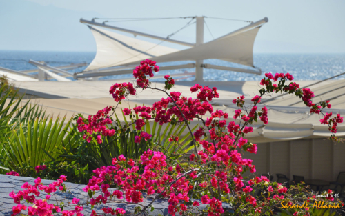 Sarande 2016 Florile 21