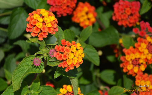 Sarande 2016 Florile 22 (1)