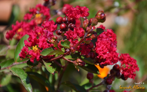 Sarande 2016 Florile 23