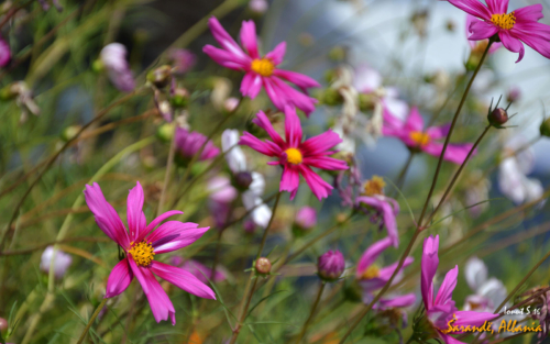 Sarande 2016 Florile 24