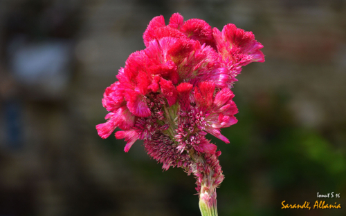 Sarande 2016 Florile 25