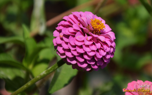 Sarande 2016 Florile 26 (1)