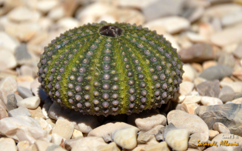 Sarande 2016 Plajele 09