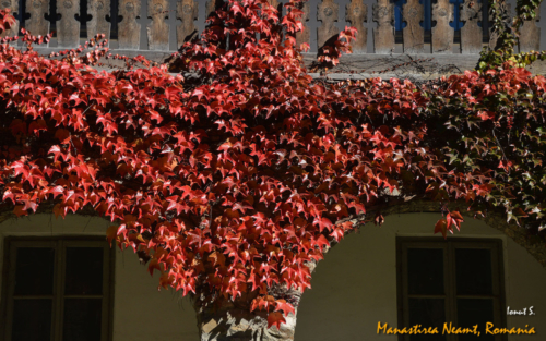 Manastirea Neamt 03