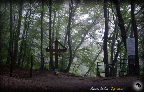 14115058 1517391418286289 5121872741877600945 o