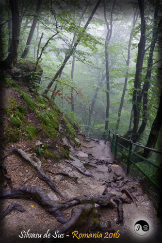 14117682 1517391458286285 437688188790794615 n