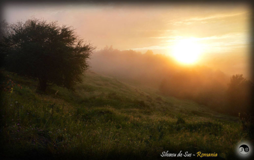 14125632 1517391668286264 4184884292319271339 o