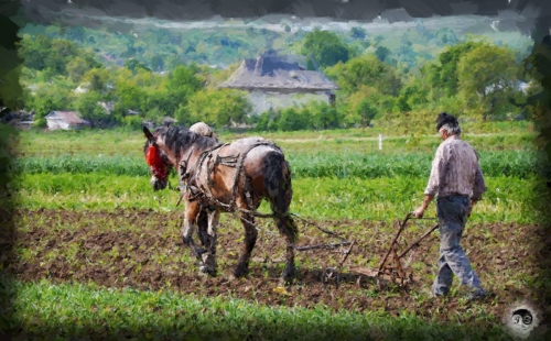 BUCOVINA ANOTIMPURI PRIMAVARA (15)