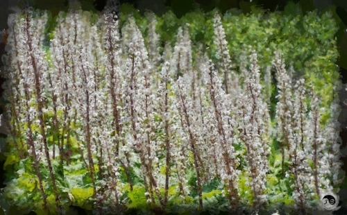 BUCOVINA ANOTIMPURI PRIMAVARA (17)