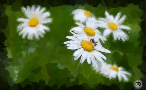 BUCOVINA ANOTIMPURI PRIMAVARA (18)