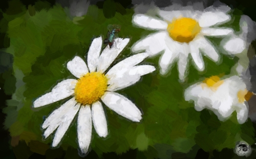 BUCOVINA ANOTIMPURI PRIMAVARA (19)