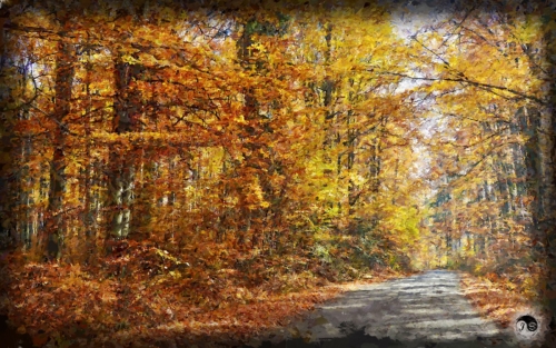 BUCOVINA ANOTIMPURI TOAMNA (10)