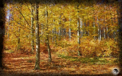 BUCOVINA ANOTIMPURI TOAMNA (11)