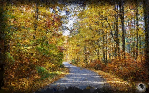 BUCOVINA ANOTIMPURI TOAMNA (12)