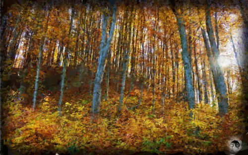 BUCOVINA ANOTIMPURI TOAMNA (15)