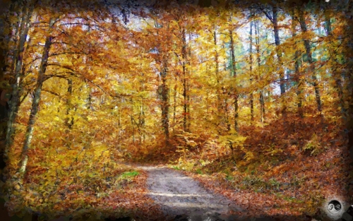 BUCOVINA ANOTIMPURI TOAMNA (16)