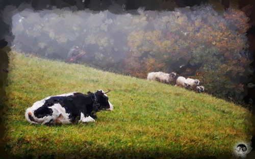 BUCOVINA ANOTIMPURI TOAMNA (19)