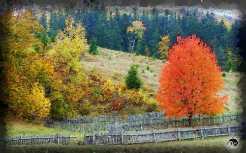 BUCOVINA ANOTIMPURI TOAMNA (22)