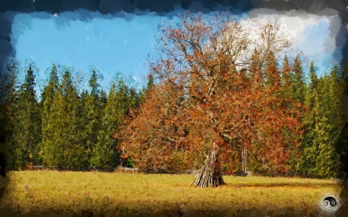 BUCOVINA ANOTIMPURI TOAMNA (8)