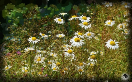 BUCOVINA ANOTIMPURI VARA (12)