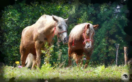 BUCOVINA ANOTIMPURI VARA (13)