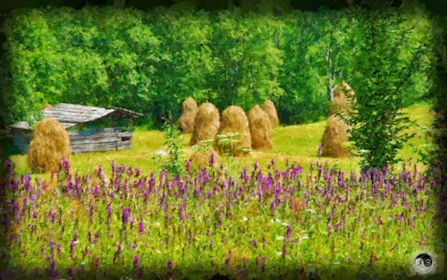 BUCOVINA ANOTIMPURI VARA (22)