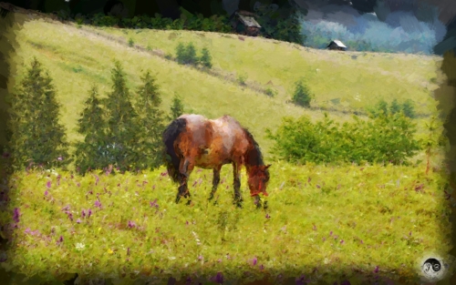 BUCOVINA ANOTIMPURI VARA (3)