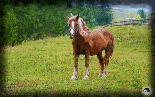 BUCOVINA ANOTIMPURI VARA (8)