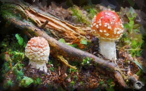 BUCOVINA ANOTIMPURI VARA (9)