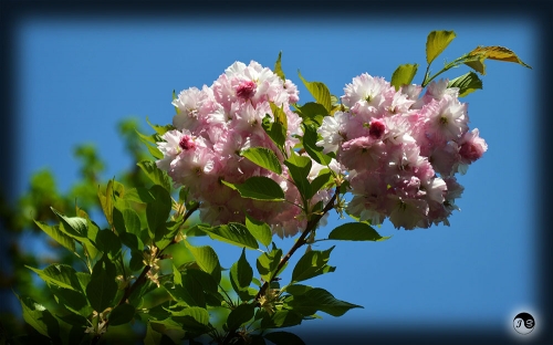 Bucovina Primavara flori (1)