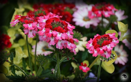 Bucovina Primavara flori (11)