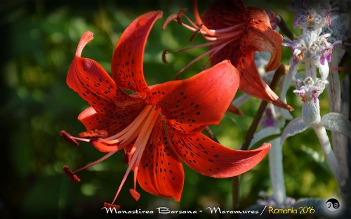 Bucovina Primavara flori (2)