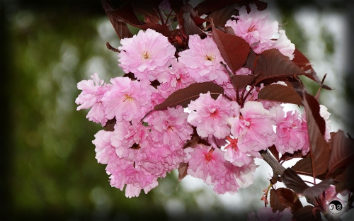 Bucovina Primavara flori (3)