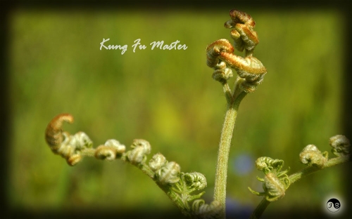 Bucovina Primavara flori (4)