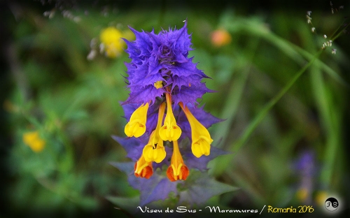 Bucovina Primavara flori (5)
