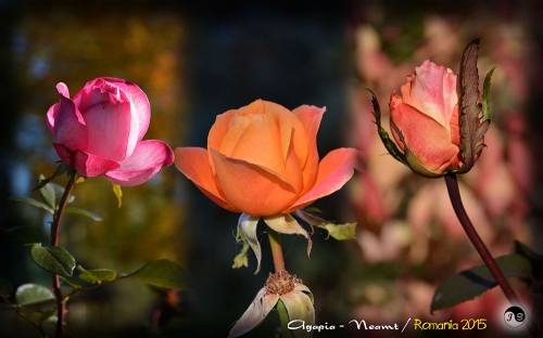 Bucovina Primavara flori (7)