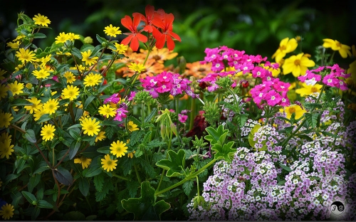 Bucovina Primavara flori (9)